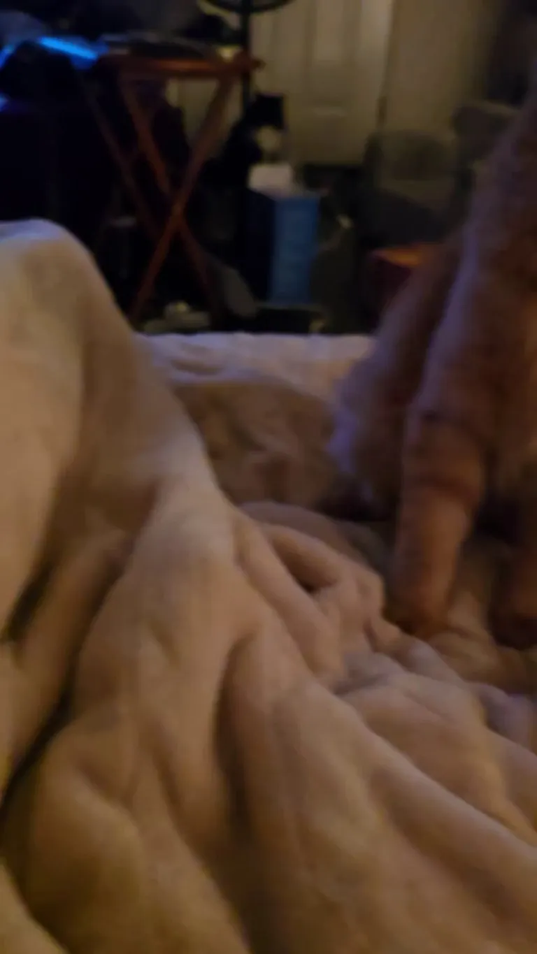 This is Diego. He is orange.