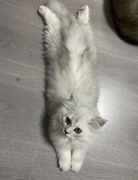 This’s my little baby,it always likes to lie down like that