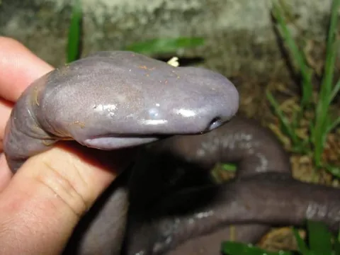 Meet one of the most disturbing animals on earth: the amphibian Atretochoana eiselti