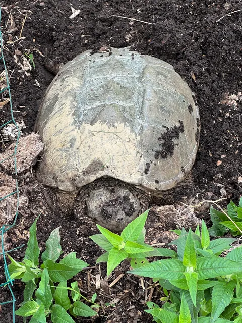 What's happening to my bee-balm?  Funny not funny.