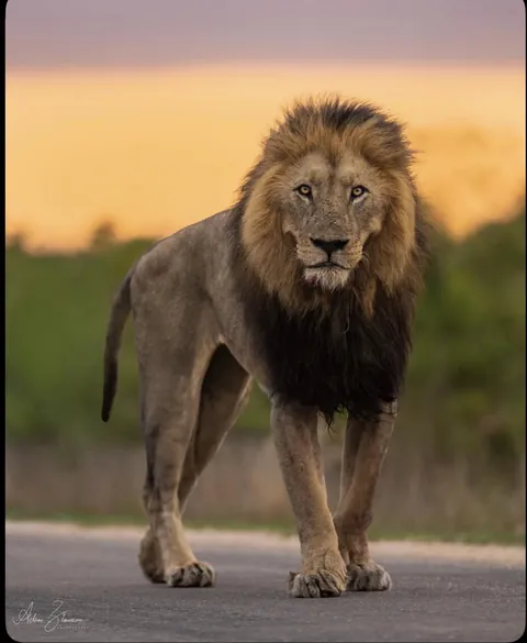 16-year-old South Shishangeni lion, the oldest and biggest known lion in Kruger National Park, remarkably well-preserved for his age, an amazing testament to resilience in the wild. Adam Zimmerman captured the image.