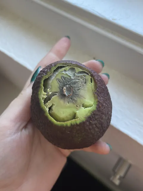 Cut into my normal looking avocado