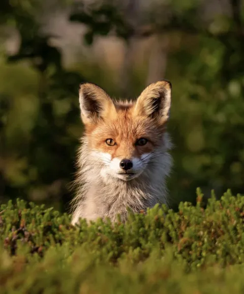 🔥 Yesterday i posted a picture of a fox pup that lives near my summer cabin. Here is the mother of the pup