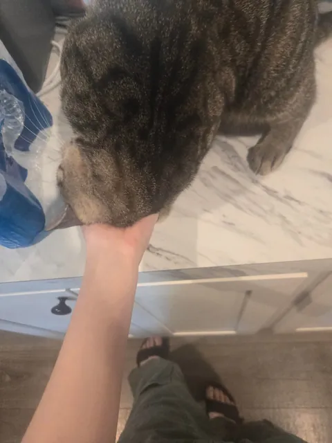 Is he fat or just big