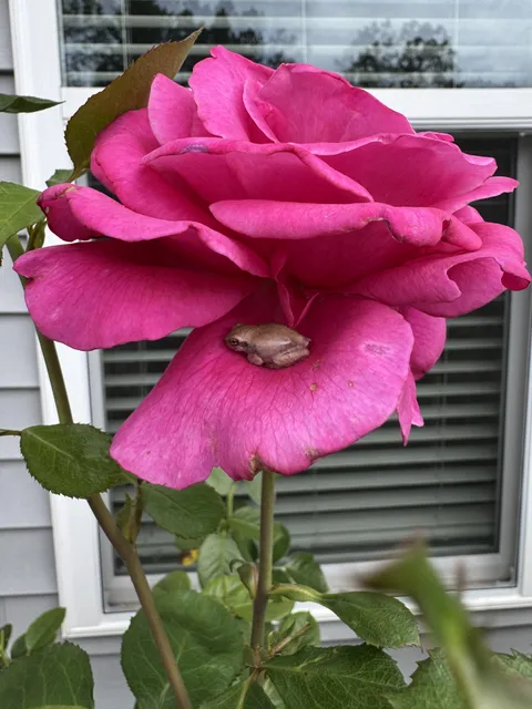 I might need to start a collection of frogs on flowers 🥹