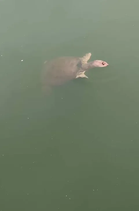 🔥Big soft shell turtle on its way to a hard shell party