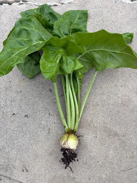 I planted beets but this grew along with all my beets. What plant is this?