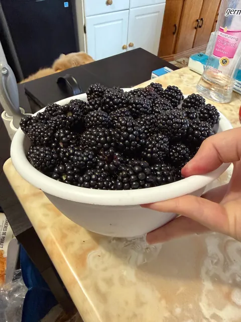 3.5 pounds of wild blackberries from my backyard!!! I just LOVE that bush so much. I do absolutely nothing, and it gifts me with beautiful, wonderfully grown fruit every year.