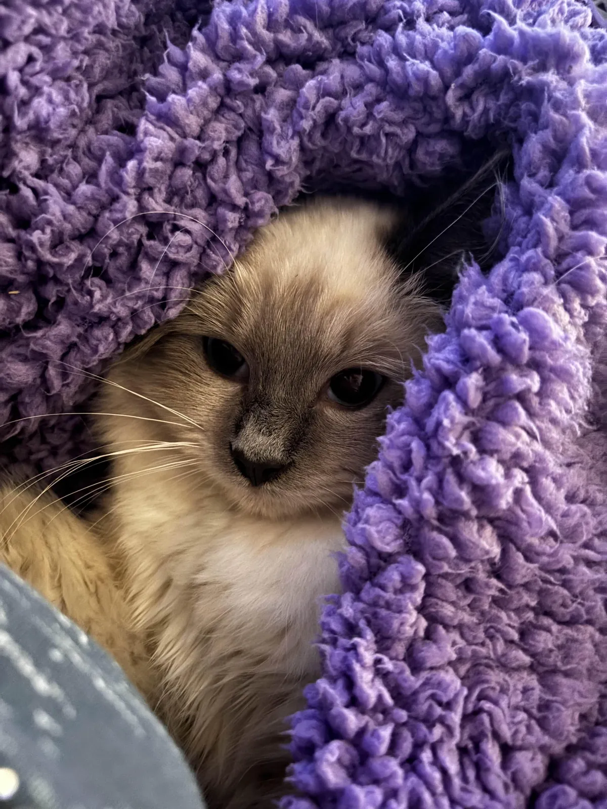 Doesn't get more comfy than this