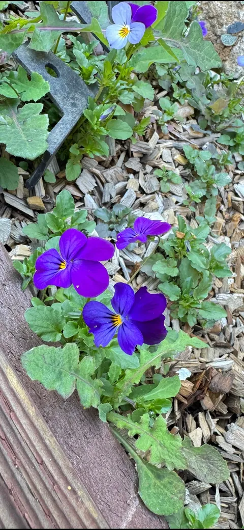 Anyone know what these are?