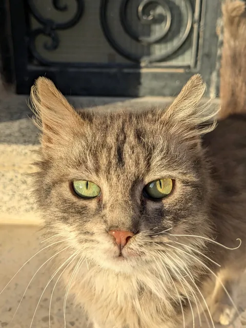 After a long day, I came home to a tiny kitten on my doorstep