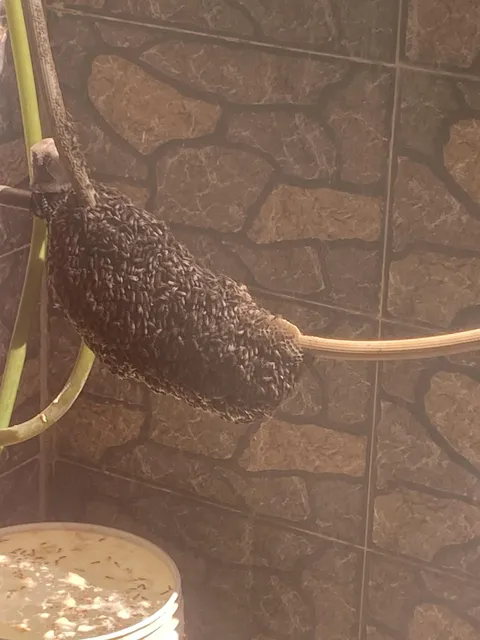 Two days ago I posted that bees had swarmed my pipe, I called Forest Control and posted here. Both told me to wait, Today we decided to smoke them out and boom, these boys have a full on hive prep going on.