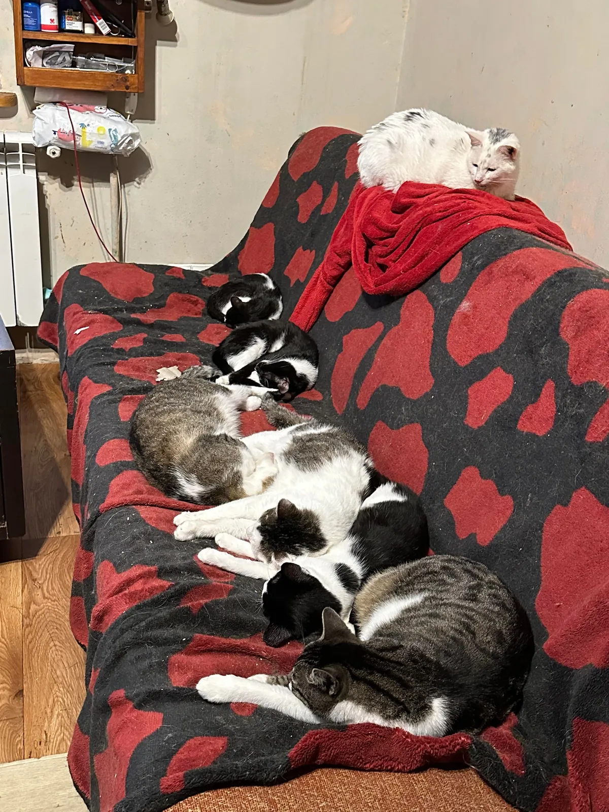 I volunteer at a cat hospice and it’s a place full of love