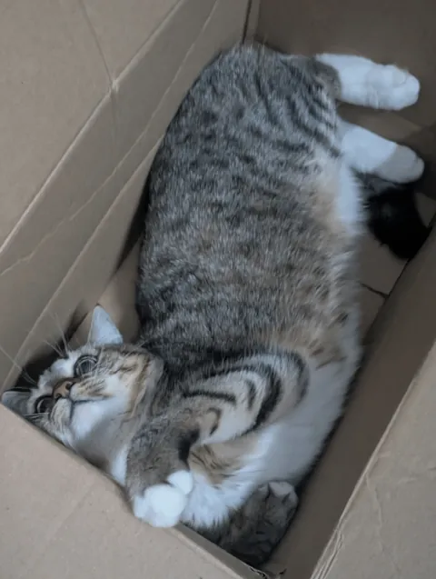 Hello reddit, meet my cat Seva, he is a very sweet and affectionate cat and he REALLY loves play❤️