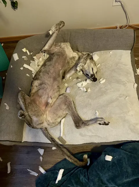 He ripped open his new bed, took out the foam stuffing, then promptly took a nap