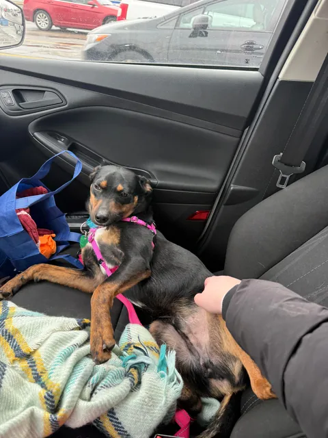 Major update: I went to visit Messiah today and a few hours later, he’s no longer on the website and officially adopted!!!!! 🎉🎉🎉