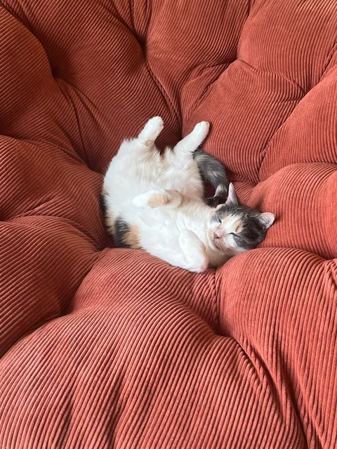 My sweet girl went for a routine vet procedure and didn’t come home