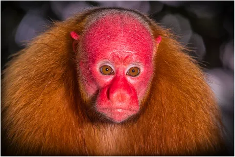 🔥 Portrait of a Red-Faced Amazon Monkey