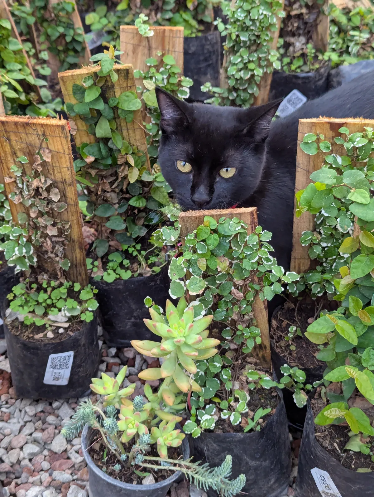 This handsome boy at the garden center