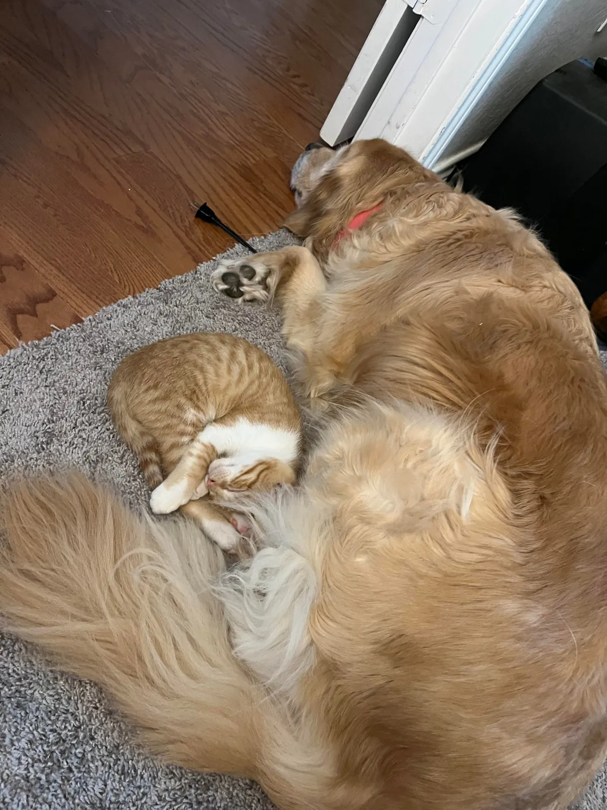 JimJim loves his Clover dog