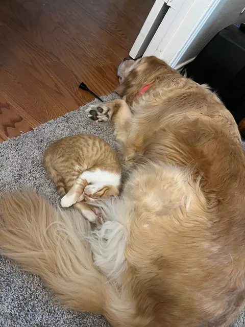 JimJim loves his Clover dog