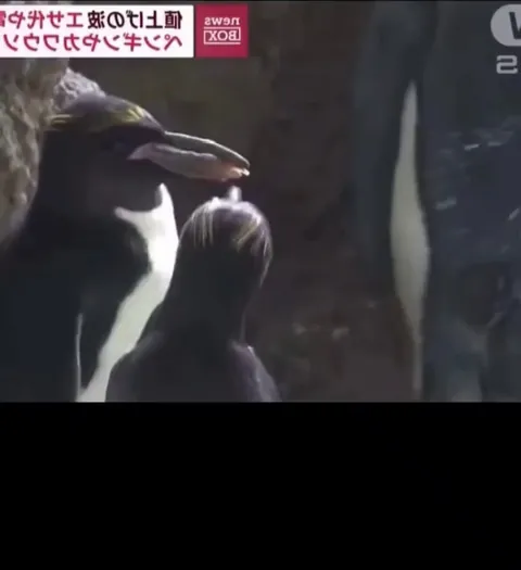 An aquarium in Japan changed the diet of Penguins and Otters due to rising costs, the animals refuse to eat cheap fish now.