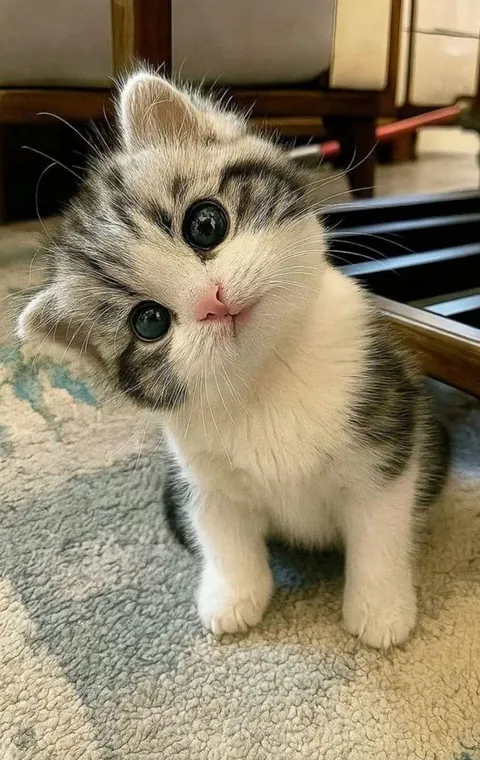 cuteness you can't resist