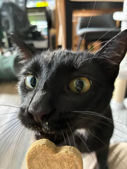 Salem’s first time eating a purr pop