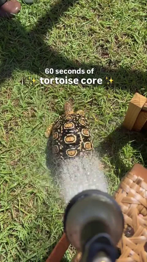 a day in the life of a tortoise 🐢