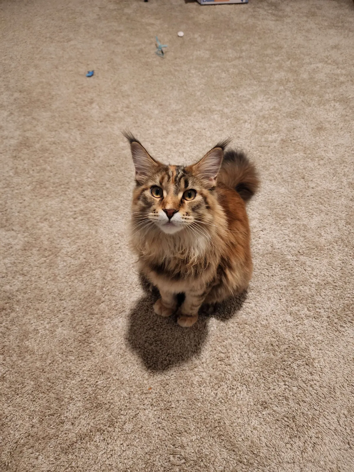 Little Baby All Grown Up