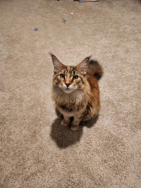 Little Baby All Grown Up