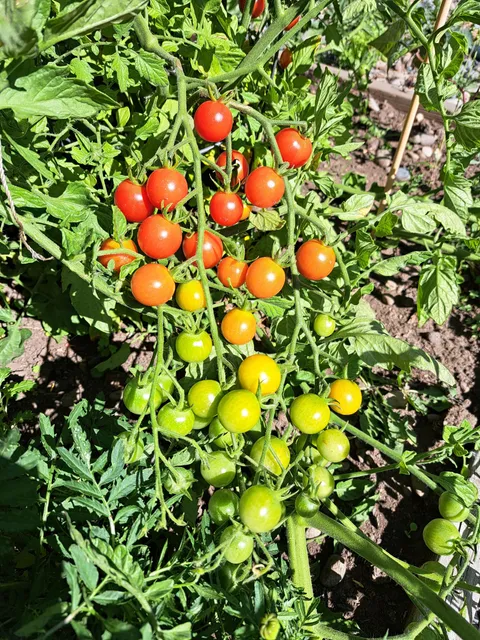 Tomato traffic light