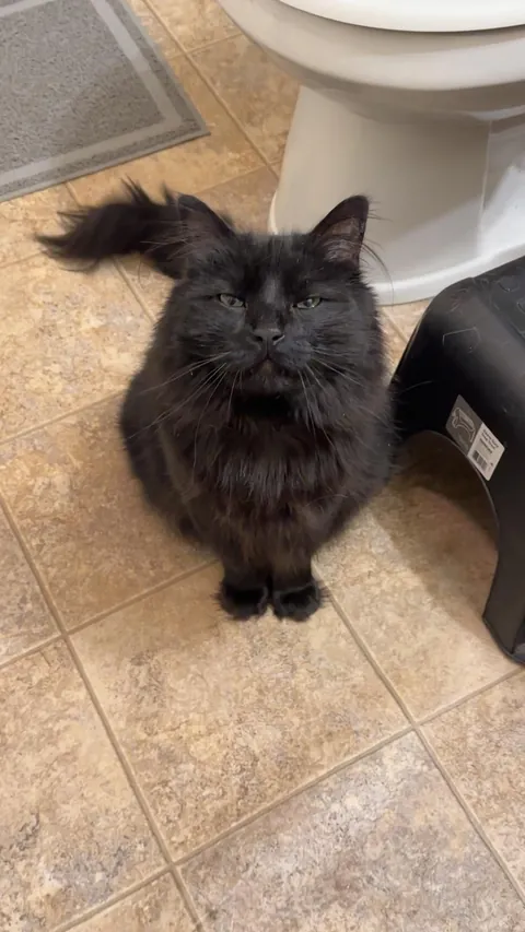 Anyone else’s void still have blue in their eyes from kittenhood?