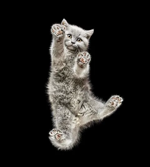 🔥 Bottoms Up: Discovering the Underside of the Animal Kingdom