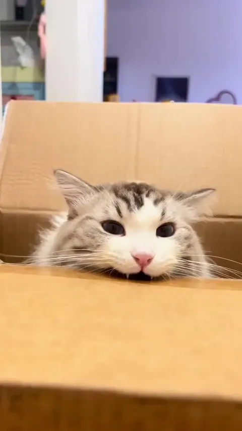 Little cat teefs and cardboard.