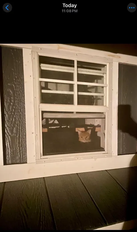 Came home late last night to find  out someone was too curious and got stuck when the automatic door on our chicken coop closed with the sunset.