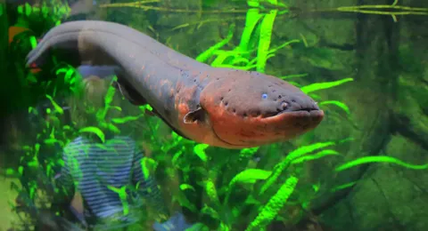 How long does it take for the electric eel to recover its electricity after its shocked something