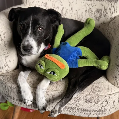 Ruby is 11 now but will always be my goodest puppers