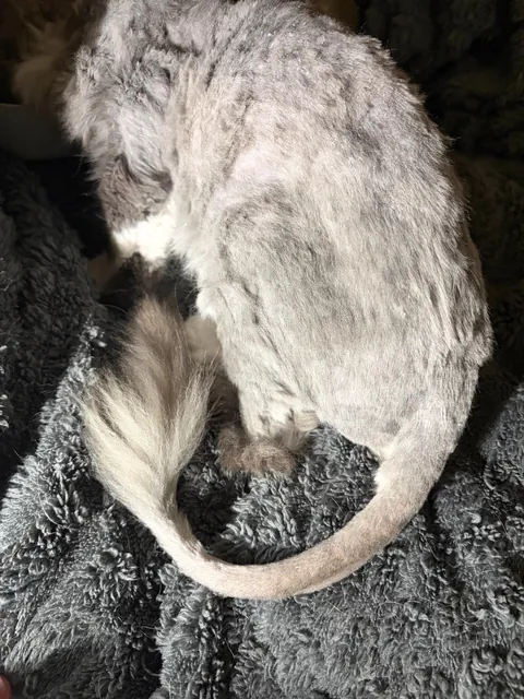 Update on Stella: the emaciated, abused cat, confined to a bathroom for 10 years - mats are removed and she’s ready for her new life with her loving home!