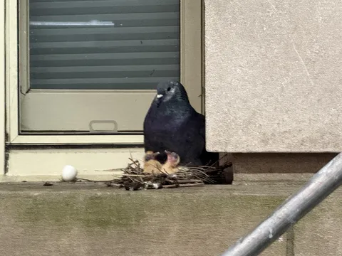 I saw baby pigeons in person for the first time today