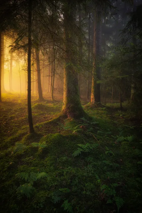A Morning in August, Bavaria, Germany [OC] [3479x5218]