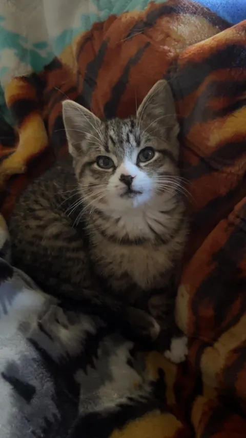 my boyfriends sister found this guy in the walls of our trailer. his name is squinch