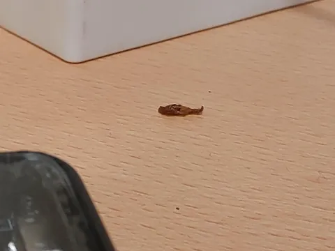 This piece of chicken on my desk looks like Saddam Hussein