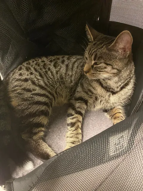 Missing kitten (about 8-10 months old) in Glasgow area, please read description.