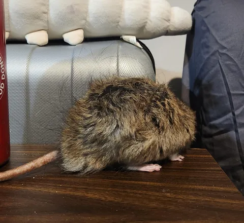 The Level of Fluff on New Zealand Angora/Fluffy Rats!
