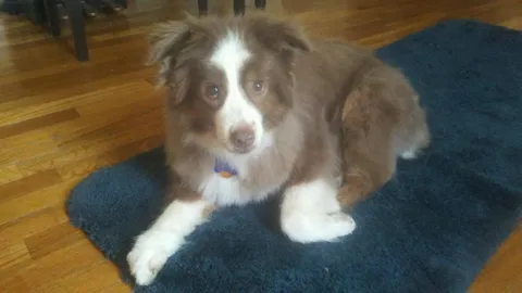 Every time he gets a haircut people ask “how old is your puppy?” He’s 14 and adorable.