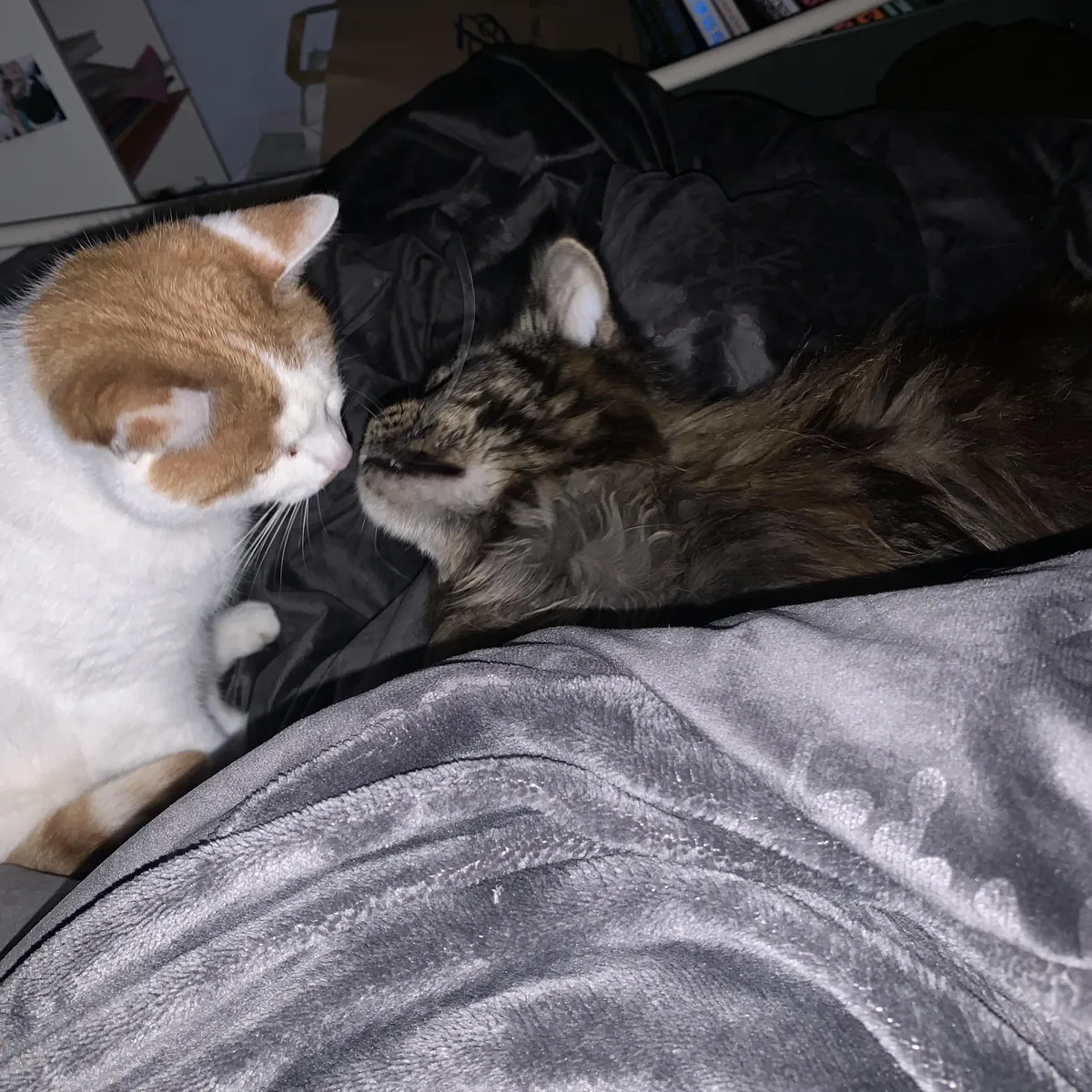 I’m really sick. Can I see your cats please? :(