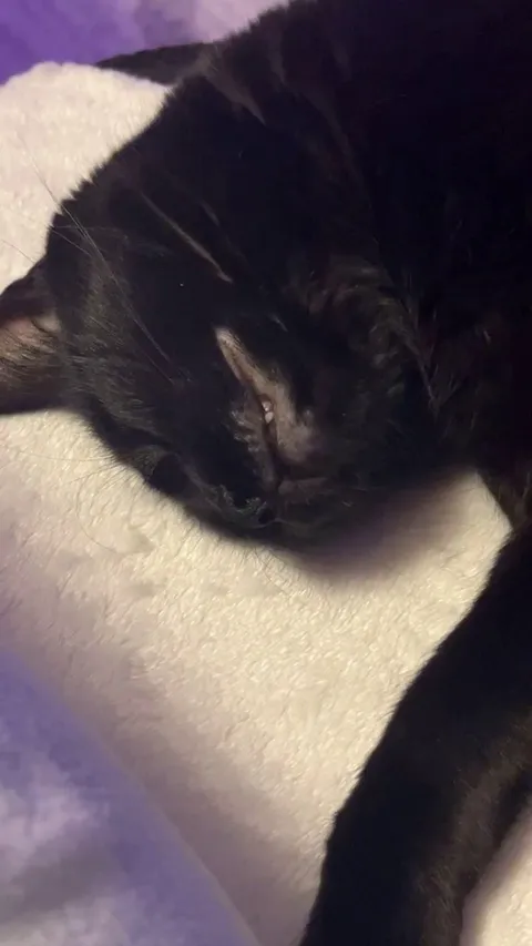 My cat was eating in her dream