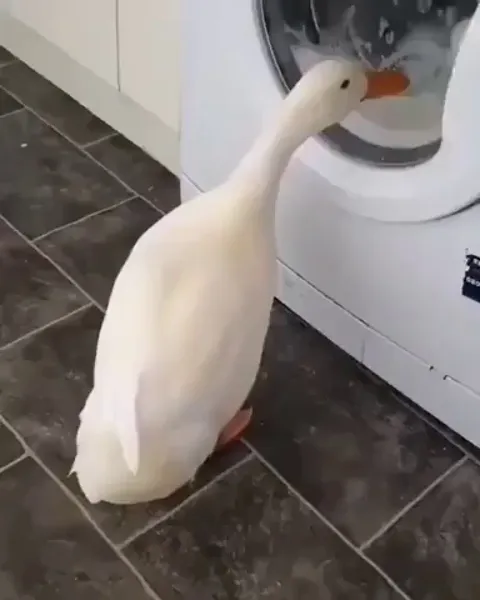 A duck curiously watching a washing machine