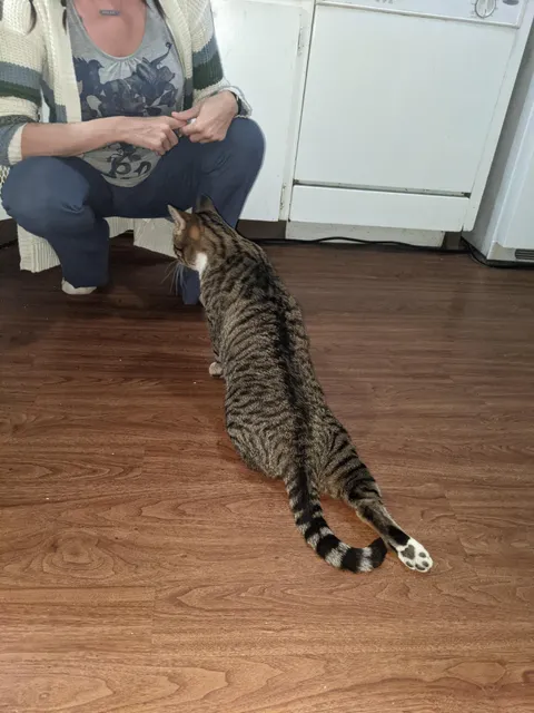 what to do with cat who fakes injury just to get wet food?